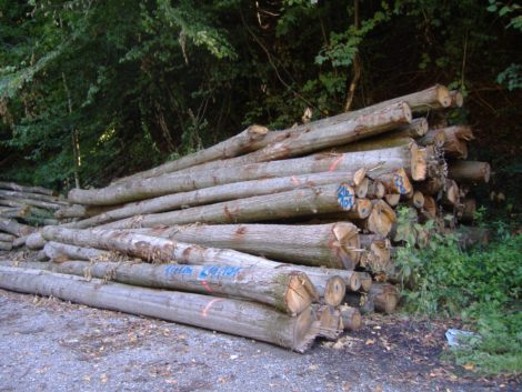 Kreisforstamt: Brennholz weiterhin stark nachgefragt – Preise bleiben stabil
