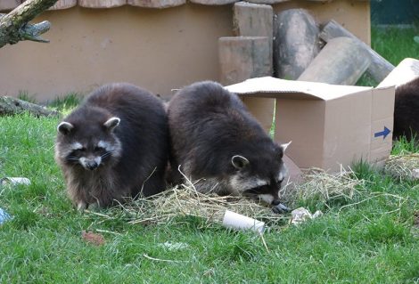 Den Zoo entdecken – auch hinter den Kulissen: Am kommenden Sonntag