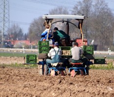 Spargel und Frühkartoffen Anfang Mai:  Wer ernten will, muss (jetzt) säen!