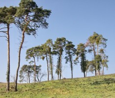 Lebensraum bedrohter Arten ist wertvolles Kulturerbe