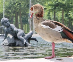Wachsende Gänsepopulation – Der Schlossgarten als Naturdenkmal für alle: Lösung für Gänseherden gesucht