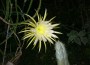 Es blüht so schön, wenn Nachtblumen blühen: Wie heißt denn diese?