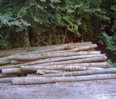 Abgabe von Brennholz – Kreisforstamt informiert über Verfügbarkeit