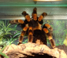 Acht Beine und sechs Augen: Plankstadter Spinnenfreund Torsten Reiter im Interview