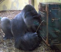 Dummes Huhn, blöde Kuh, schlauer Affe? </br>Im Zoo geht man der Sache auf den Grund