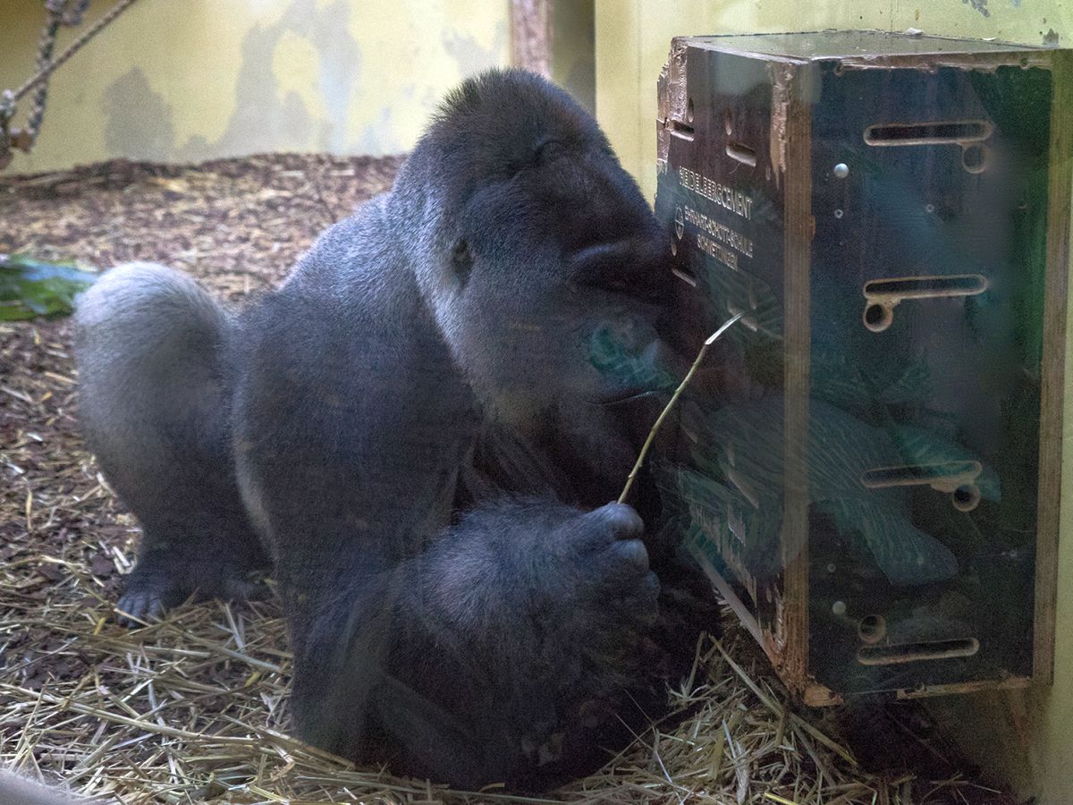 Dummes Huhn, blöde Kuh, schlauer Affe? </br>Im Zoo geht man der Sache auf den Grund