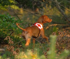 9. Mai – Rettungshunde-Eignungskurs für Jedermann (mit Hund)