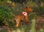 9. Mai – Rettungshunde-Eignungskurs für Jedermann (mit Hund)