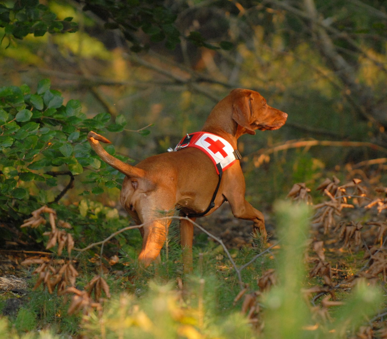 9. Mai – Rettungshunde-Eignungskurs für Jedermann (mit Hund)