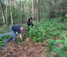 Waldschutz in der „Schwetzinger Hardt“