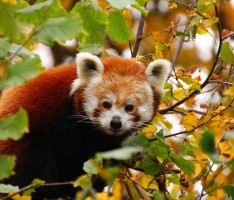 Tiere freuen sich über fallendes Laub – Herbst im Zoo Heidelberg