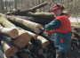 Kreisforstamt: Kampf den Holzdieben