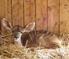 Nachwuchs bei Großen Kudus im Zoo – Afrikahaus vorübergehend geschlossen