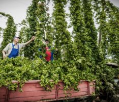 Badisches Bier mit Sandhäuser Seele: Welde No1 mit Sandhäuser Hopfen im Handel