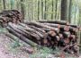 Eichenbrennholz besser als sein Ruf – Nach richtiger Ablagerung hoher Brennwert