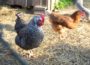 Wegen Vogelgrippe: Stallpflicht für Hühner, Gänse und Co. bis 15. März