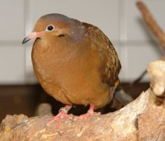 Zoo Heidelberg sorgt sich um seine Vögel – Schutzmaßnahmen eingeleitet