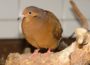 Zoo Heidelberg sorgt sich um seine Vögel – Schutzmaßnahmen eingeleitet