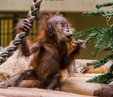 Heidelberger Orang-Utans ziehen nach Belgien