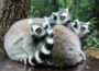 Affenlauf 2017: Mach‘ dich fit für den Zoo – Spendenlauf für neues Kattagehege
