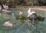 Die Vögel sind wieder draußen im Zoo Heidelberg