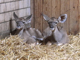 Große Kudus mit zweifachem Nachwuchs