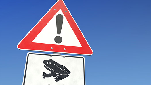 Achtung Krötenwanderung!