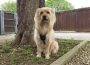 „Tag des Hundes“ am 3. Juni 2018 im Zoo – Spannendes rund um die treuen Vierbeiner