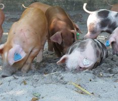 Afrikanische Schweinepest rückt näher – Vorsicht vor Einschleppung