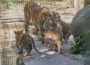 Umzug in andere Zoos: </br>Junge Tigerweibchen bereit für neue Wege