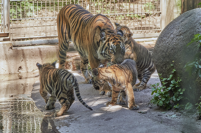 Umzug in andere Zoos: </br>Junge Tigerweibchen bereit für neue Wege