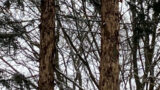 Kreisforstamt rät: Auch im Winter Bäume auf Borkenkäfer absuchen