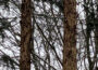 Kreisforstamt rät: Auch im Winter Bäume auf Borkenkäfer absuchen