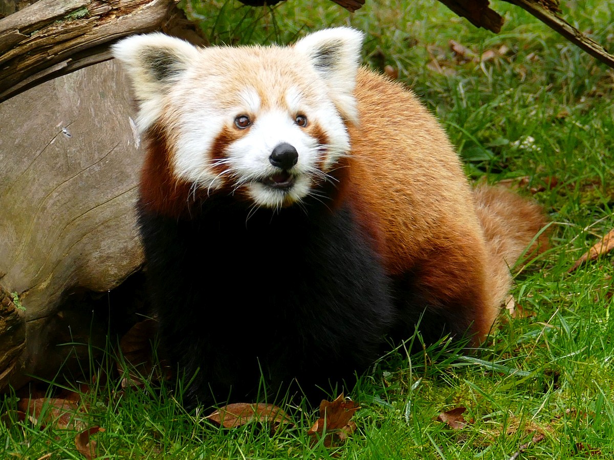 Rotes Panda-Weibchen aus Frankreich im Zoo eingezogen
