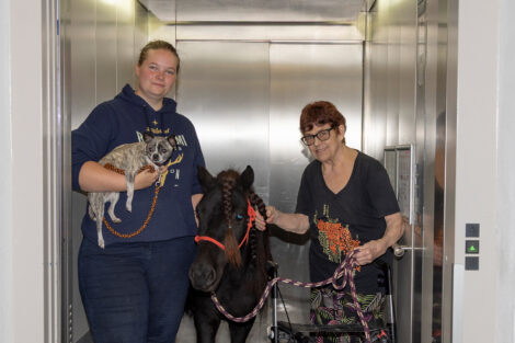 Blick in die Metropolregion: Ein Pony fährt Fahrstuhl