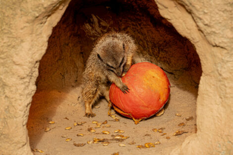 Halloween im Zoo: Tiere entdecken Kürbisse, Krabbelzeug & Kletterfreude