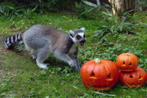Binturong zerlegt einen Kürbis