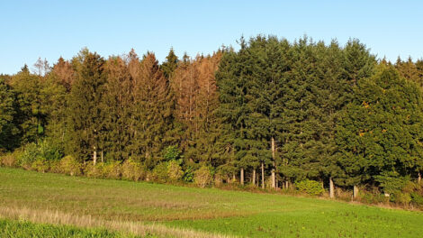 Borkenkäferbefall in den Wäldern der Region: Wende in Sicht?
