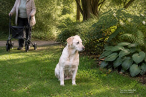 Labrador-Mix Bella, Besuchshund in Ausbildung, beim Spaziertreff mit Rollator in Hockenheim
